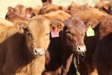 Beefwatch Newsletter And Podcast Unl Beef