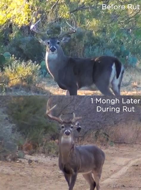 Buck Meets His Match Photo Before And During Rut Hunting