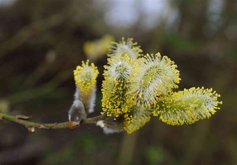 Pussy Willow Salix Discolor Rainwalk Design Mapping