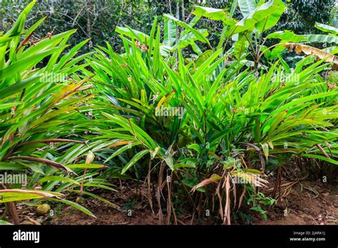 Cardamom Or Cardamon Plant Growing On The Spice Farm Stock Photo Alamy