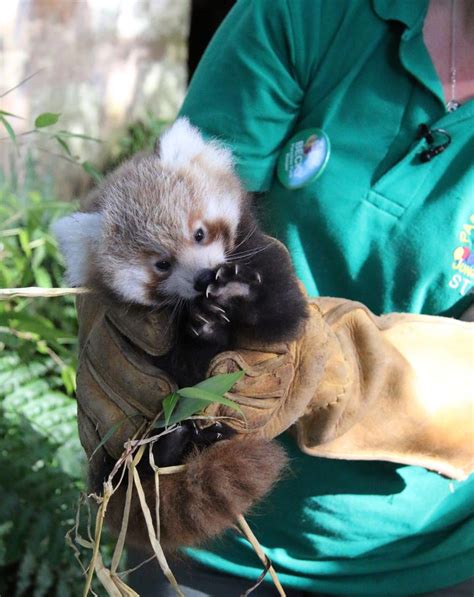 These Red Panda Babies Are Too Adorable Not To Be Famous Huffpost