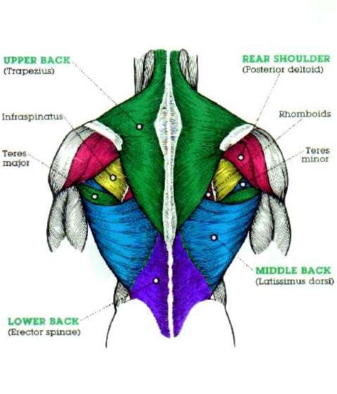 Within this group of back muscles you will find the latissimus dorsi, the trapezius, levator scapulae and the rhomboids. lower back diagram - Google Search | Body muscle anatomy