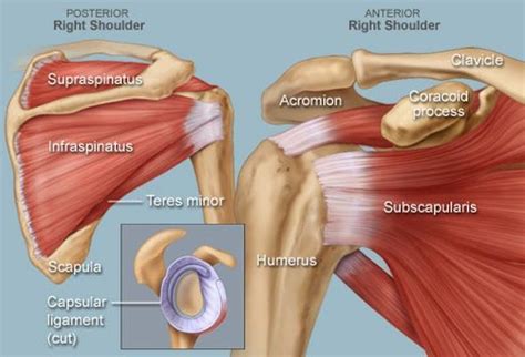 • the tendons of these muscles are fused to the underlying capsule of the shoulder. Rotator Cuff - Kennedy Brothers Physical Therapy