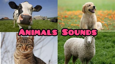 Animal Sounds For Children Amazing Animals Sounds Learn Animals