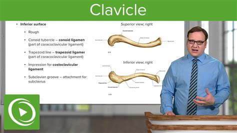 Clavicle Overview And Parts Anatomy Lecturio Youtube