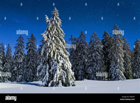 Norway Spruce Picea Abies Snowy Spruces At Snowfall Switzerland