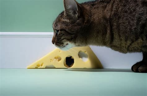 Can Cats Eat Cheese Should It Be As They Please