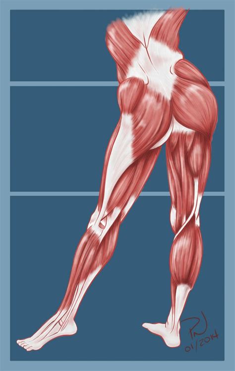 Muscles of hip, thigh, leg, and foot. Hip, Butt, Legs muscle anatomy. Paul Neale | Anatomy ...