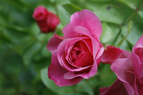 Rosen Blume Busch Kostenloses Foto Auf Pixabay Pixabay