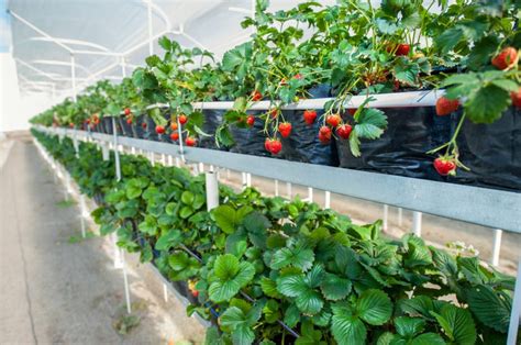 Top 10 Beginner Greenhouse Plants Greenhouse Info