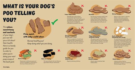 Whats Your Dogs Poo Telling You Guides Big Dog Pet Foods