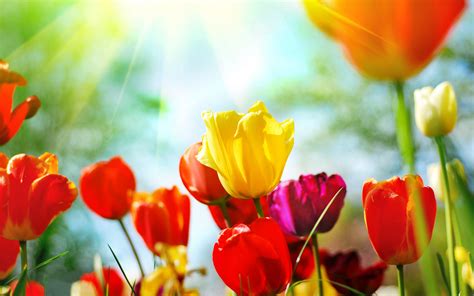 Spring Flower Desktop Background ·① Wallpapertag