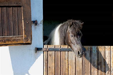 210 Horse Looking Out Barn Window Stock Photos Pictures And Royalty