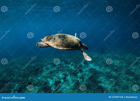 Underwater Wildlife With Animals Sea Turtle Floating In Blue Ocean