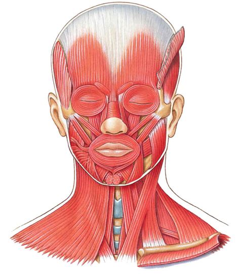 Muscles Of Facial Expression Diagram Quizlet