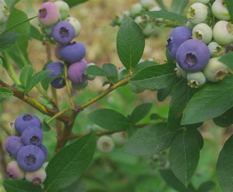 Growing Blueberries Easiest And Best Blueberry Varieties