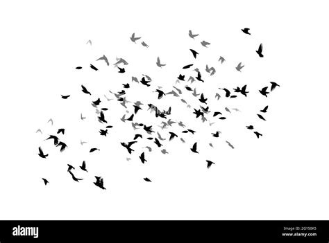 A Large Flock Of Flying Birds Free Birds Vector Illustration Stock