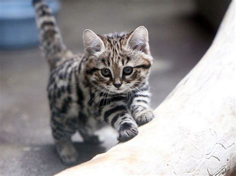 Awesomely Cute Animal Of The Day The Black Footed Kitten