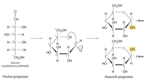 Haworth Structure For Alpha D Fructose Fruct Blog