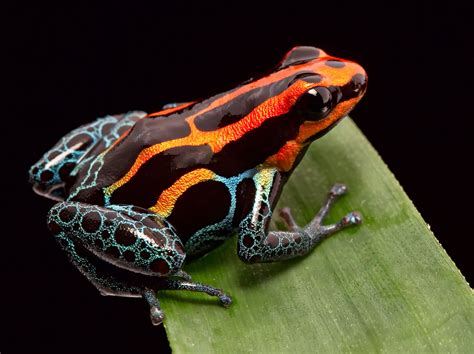 Poison Dart Frogs Are Able To Develop A Mental Map •