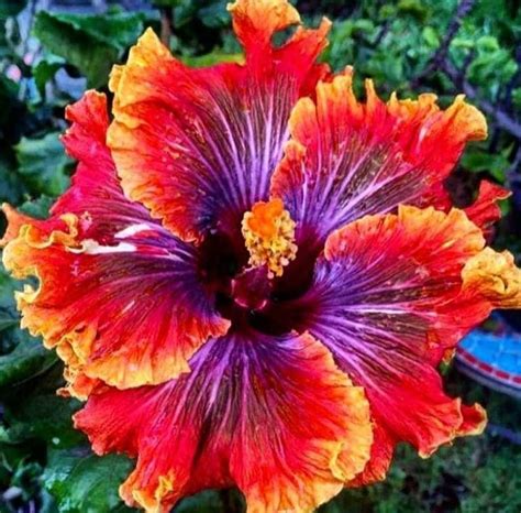 Tahitian Supernova Tropical Hibiscus Seeds X20 Free Ship Buy 2 Etsy