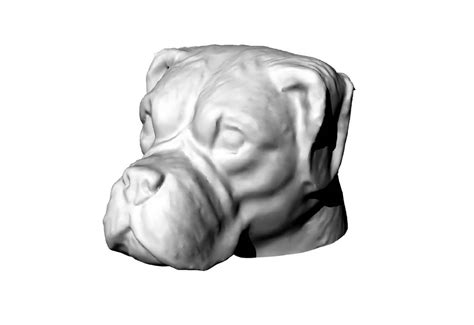 Dog Skull And Head Types √ Dog Head Structure Shapes Dogica®