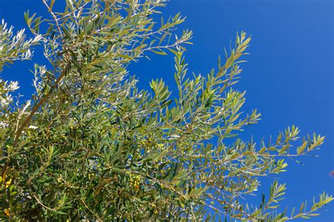 Olive Tree And Blue Sky Free Stock Photo Public Domain Pictures