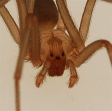 The 2 Most Dangerous Spiders In Florida Dengarden