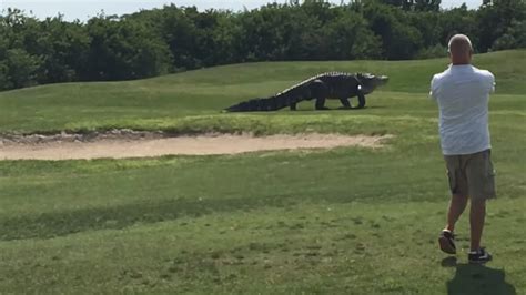 Giant Alligator Spotted On Florida Golf Course