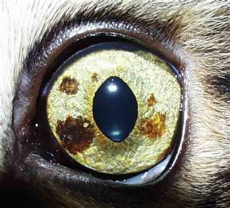 Hyperpigmentation of the iris is a relatively uncommon condition in cats. A brown area appeared in the iris of my old cat. The cat ...