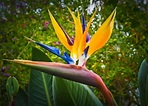 How to Grow and Care for a Bird of Paradise Plant | Sproutabl