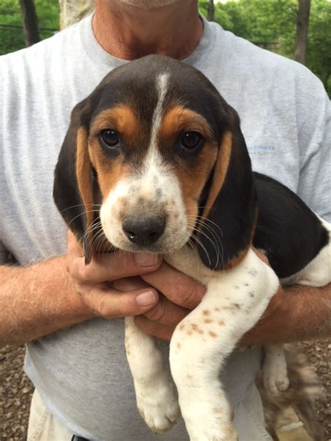 Free beagle puppies near me, is a website that was designed by the local humane society. View Ad: Beagle Litter of Puppies for Sale near North ...
