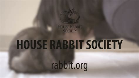 house rabbit society tv access psa spot source