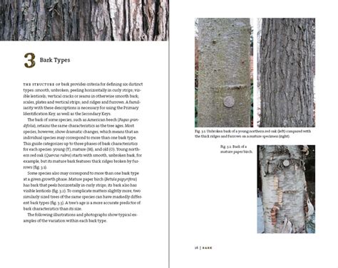 Bark Guide To Tree Identification