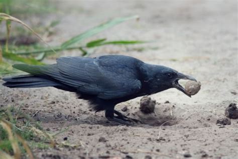 Are Crows Predators The Answer Might Shock You Backyard Bird Watchers