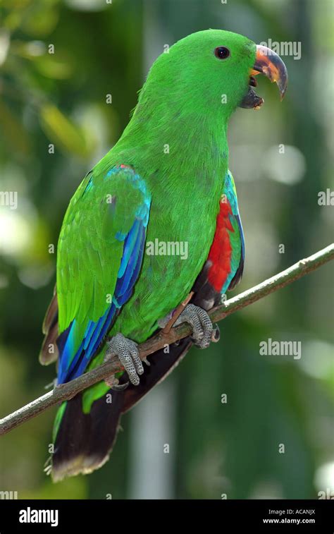 Parrot Electus Queensland Australia Stock Photo Alamy
