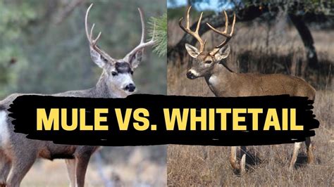 Mule Deer Vs Whitetail Deer Where To Find And How To Hunt Youtube