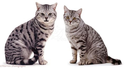 59 Best Photos Male Vs Female Cats Allergies Male Or Female Cat