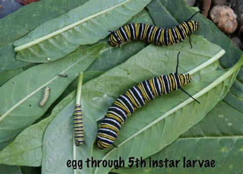 Monarch Butterfly Stages From Egg To Caterpillar Monarch Butterfly