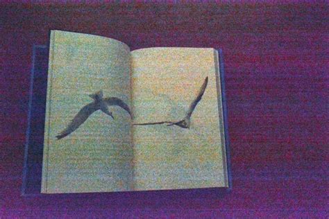 Langosta de las cañas f, se relaciona con la guerra por volar como las saetas. FOTORESEÑA: Juan Salvador Gaviota de Richard Bach ...
