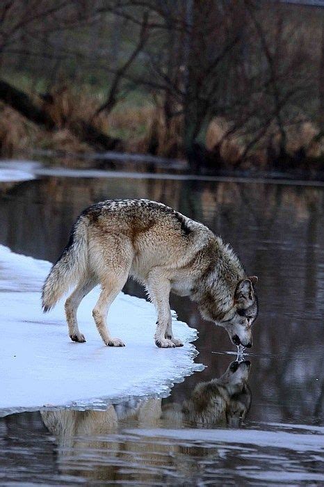Wolf Drinking Water Beautiful Wolves Animals Beautiful Wild Dogs