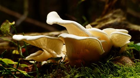 White Mushroom On Green Grass · Free Stock Photo