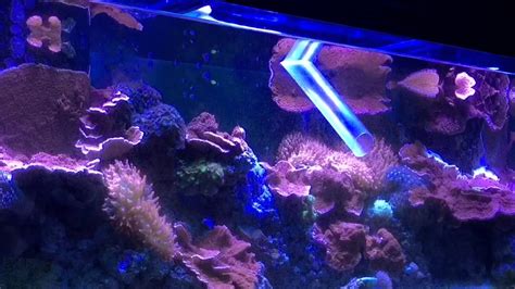 Water Change On My 125 Gallon Coral Reef Fish Tank Youtube