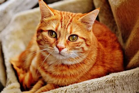 Cocok Jadi Selebgram Ini 5 Ras Kucing Terlucu Dan Menggemaskan Yang