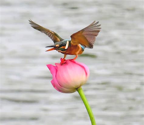 Common Kingfisher Landed On The Lotus Flower Birdforum