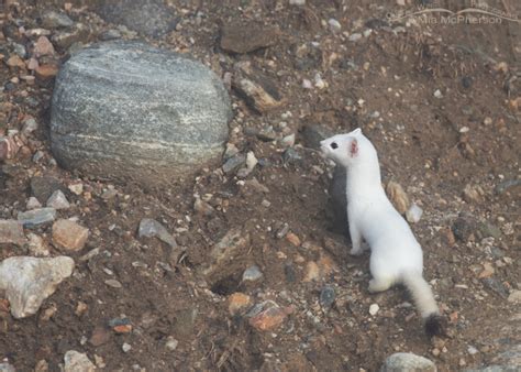 Long Tailed Weasel In Its Winter Coat And Morning Fog On