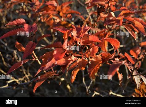 Small Leaves Turning Red For Autumn Close Up Stock Photo Alamy