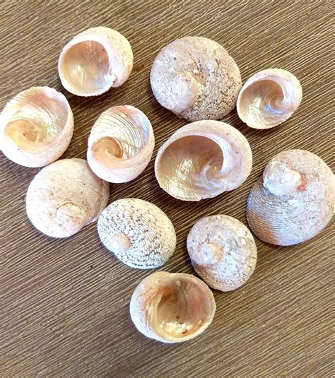 20 Babys Ear Seashells Moon Snail Seashells Australian Etsy