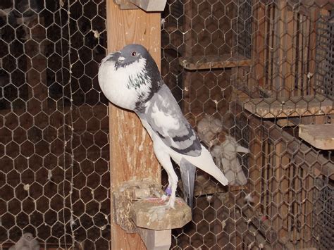 Pigmy Pouter Pigeons Pigeontype