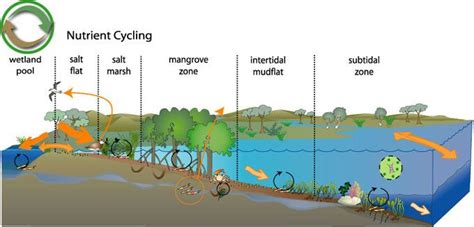 Nutrient Cycling In Nutrient Cycle Nutrient Mangrove